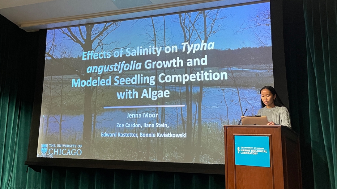 Jenna Moor, University of Chicago -  Effects of Salinity on Typha angustifolia Growth and Modeled Seedling Competition with Algae angustifolia